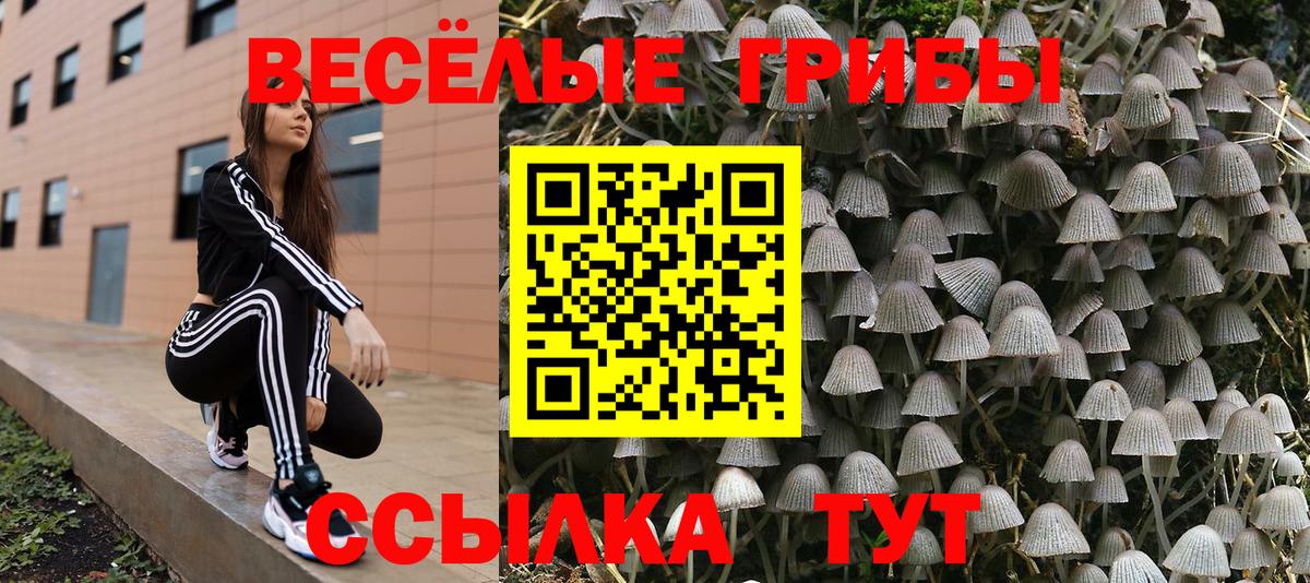 Псилоцибиновые грибы Psilocybine cubensis  Егорьевск  закладки  Галлюциногенные грибы ЛСД 